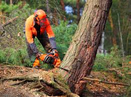 Best Palm Tree Trimming  in Sleepy Hollow Lake, NY