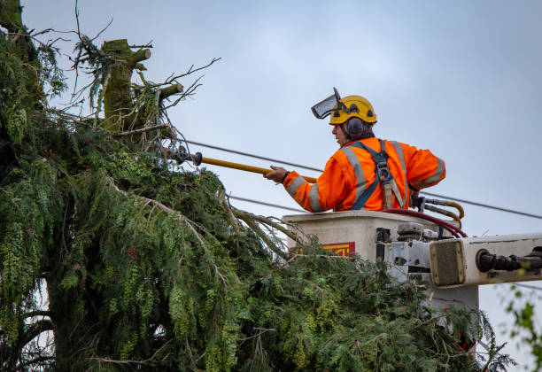 Reliable Sleepy Hollow Lake, NY Tree Care Solutions