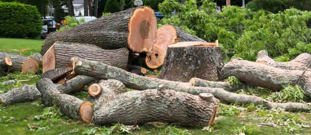 Best Tree Removal  in Sleepy Hollow Lake, NY