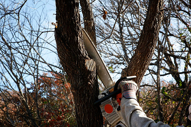 Best Tree Preservation Services  in Sleepy Hollow Lake, NY