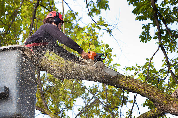 Best Hazardous Tree Removal  in Sleepy Hollow Lake, NY