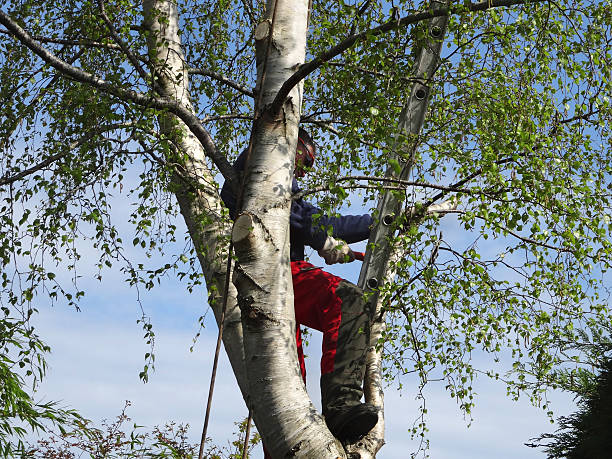 Best Tree Trimming and Pruning  in Sleepy Hollow Lake, NY